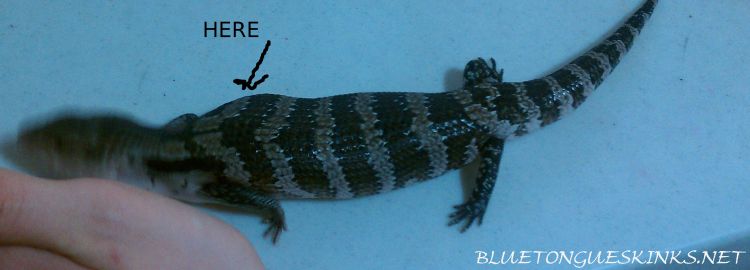 Blue Tongue Skink Anniversary Card...D3 to my CalciumLizard Reptile Gift 